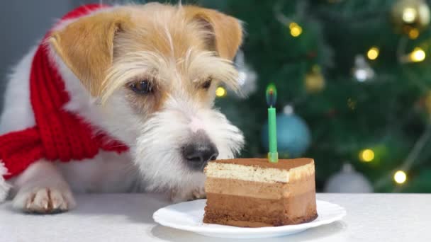 在圣诞树下 一只红色新年犬正在吃着一只点着蜡烛的蛋糕 — 图库视频影像