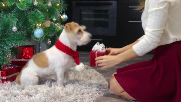 Pies Czerwonym Szaliku Świątecznym Otrzymuje Prezent Boże Narodzenie — Wideo stockowe
