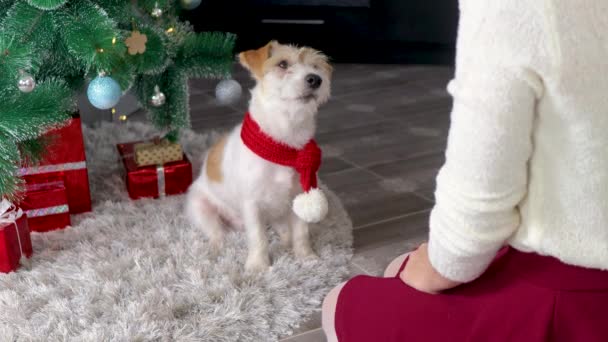 Собака Красном Рождественском Шарфе Елкой Смотрит Девушку — стоковое видео