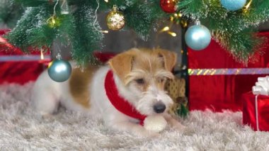 Kırmızı bir yeni yıl eşarbında bir hediye köpek bir Noel ağacının altında yatıyor..