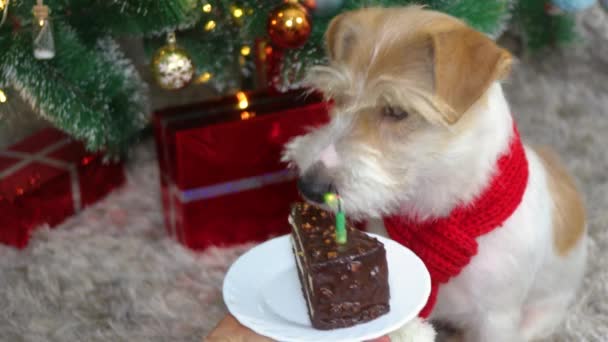 Een Hond Een Rood Nieuwjaar Eet Een Taart Met Een — Stockvideo