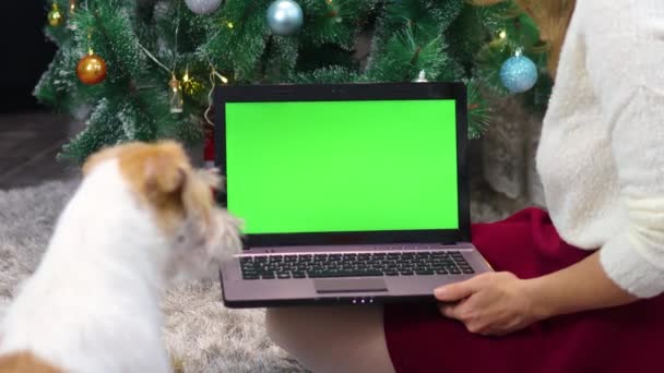 Egy lány megmutatja a kutyának a laptopot zöld vászonnal egy karácsonyfa alatt a konyhában. — Stock videók