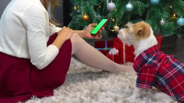 Egy lány megmutat egy kutyát piros ingben egy okostelefont zöld vászonnal a karácsonyfa alatt. — Stock videók