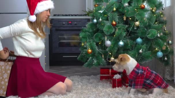 Девушка в красной кепке дарит подарки собаке в красной рубашке под елкой — стоковое видео