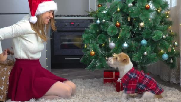 Una ragazza con un berretto rosso dà pacchetti con regali a un cane con una camicia rossa sotto un albero di Natale. — Video Stock