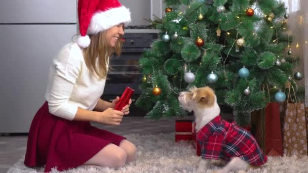 Una ragazza in berretto fa esplodere un clapperboard con un cane in camicia rossa sotto un albero di Natale — Video Stock