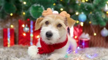 Kırmızı eşarplı ve boynuzlu bir köpek Noel ağacının altında hediyelerle yatıyor.