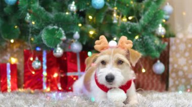Kırmızı eşarplı ve boynuzlu bir köpek Noel ağacının altında hediyelerle yatıyor.