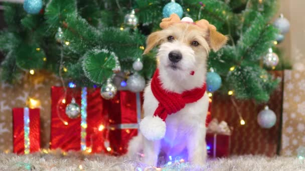 En presenthund i röd halsduk och med rådjurshorn sitter under en julgran — Stockvideo