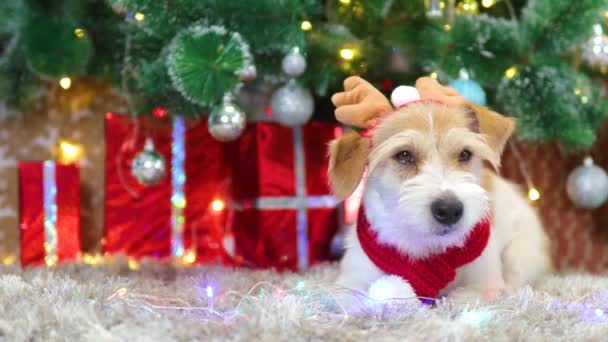 A dog in a red scarf and with antlers lies under the Christmas tree with gifts — Vídeo de Stock