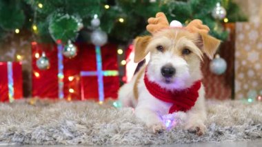 Kırmızı eşarplı ve boynuzlu bir köpek Noel ağacının altında hediyelerle yatıyor.
