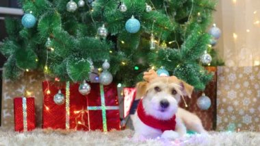Kırmızı eşarplı ve boynuzlu bir köpek Noel ağacının altında hediyelerle yatıyor.