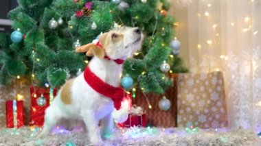 Kırmızı eşarplı ve boynuzlu bir köpek Noel ağacının altında hediyelerle duruyor.
