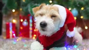 Kırmızı eşarplı ve şapkalı bir köpek Noel ağacının altında hediyelerle yatıyor.