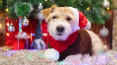Kırmızı eşarplı ve şapkalı bir köpek Noel ağacının altında hediyelerle yatıyor.
