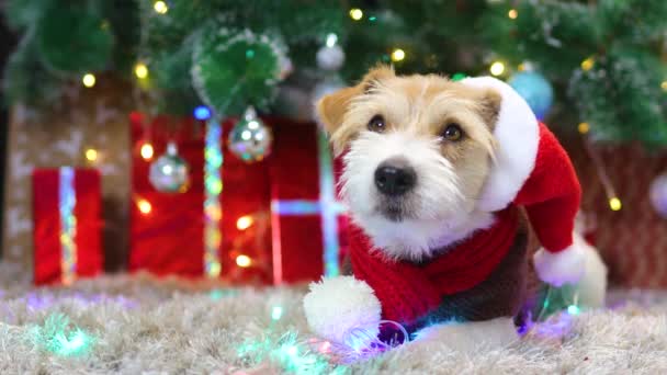 Kırmızı eşarplı ve şapkalı bir köpek Noel ağacının altında hediyelerle yatıyor. — Stok video