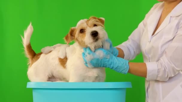 Девушка в синих перчатках моет собаку в тазике с пеной. Изолированный на зеленом фоне — стоковое видео