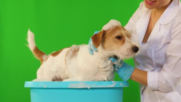 Una chica con guantes azules lava al perro en un recipiente de espuma. Aislado sobre fondo verde — Vídeos de Stock