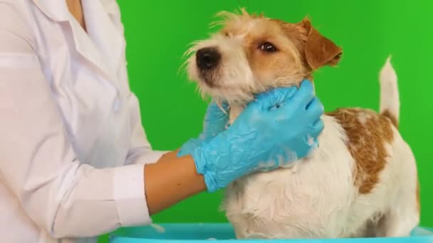 Una chica con guantes azules lava al perro en un recipiente de espuma. Aislado sobre fondo verde — Vídeos de Stock