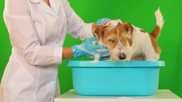 Una chica con guantes azules lava a un perro en un lavabo sobre una mesa blanca. Aislado sobre fondo verde — Vídeos de Stock