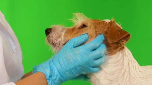 Una chica con guantes azules lava la cara de los perros. Aislado sobre fondo verde — Vídeos de Stock