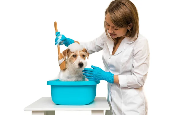 Grooming Procedure Veterinary Clinic Girl White Robe Blue Gloves Washes — Fotografia de Stock