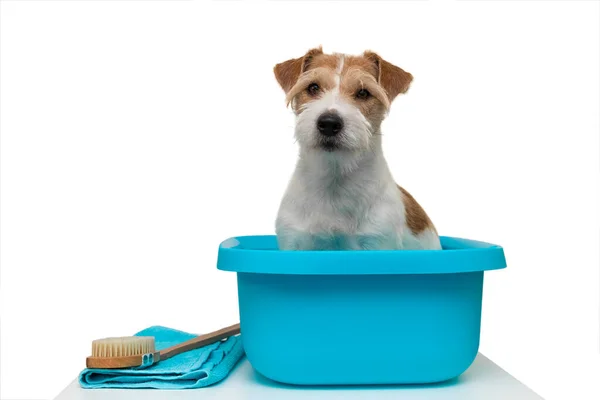 Grooming Salon Jack Russell Terrier Dog Sits Blue Wash Basin —  Fotos de Stock