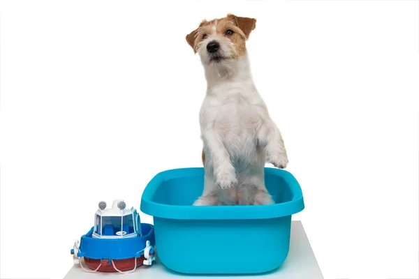 Grooming Salon Jack Russell Terrier Dog Stands Blue Wash Basin —  Fotos de Stock
