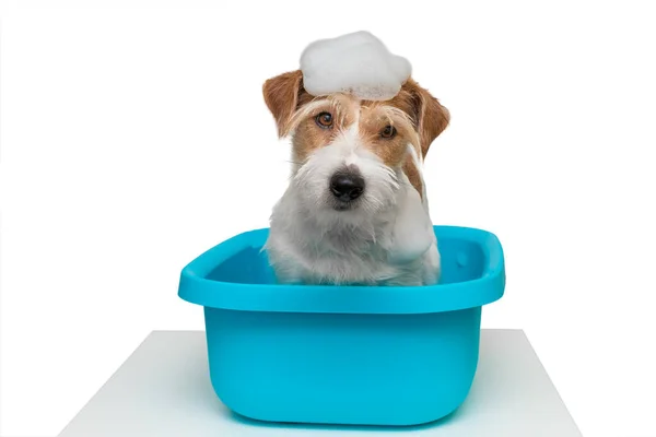 Grooming Salon Jack Russell Terrier Dog Foam His Head Sits —  Fotos de Stock