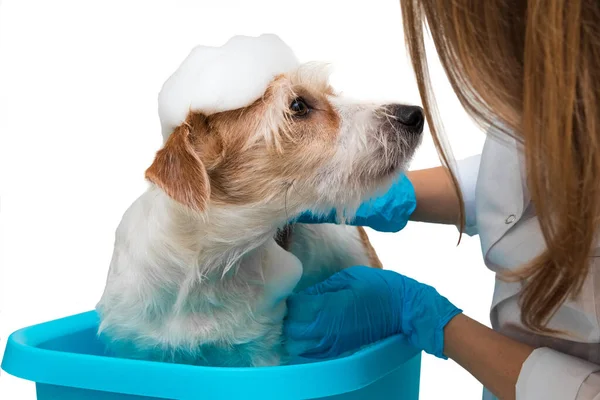 Grooming Salon Girl White Coat Gloves Washes Jack Russell Terrier — Fotografia de Stock