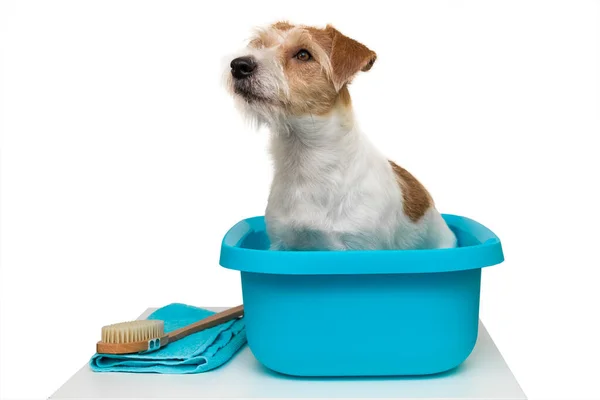 Grooming Salon Jack Russell Terrier Dog Sits Blue Wash Basin —  Fotos de Stock