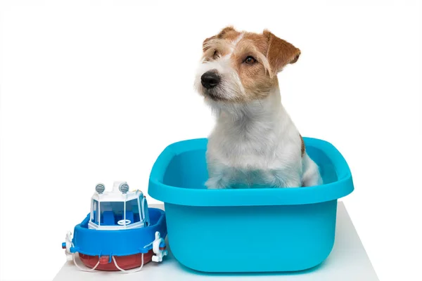 Grooming Salon Jack Russell Terrier Dog Stands Blue Wash Basin —  Fotos de Stock