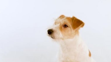 Profilde kırmızı bir köpeğin ağızlık portresi. Beyaz arkaplanda izole