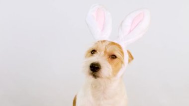 Tavşan kulaklı kırmızı bir köpeğin ağızlık portresi. Beyaz arkaplanda izole