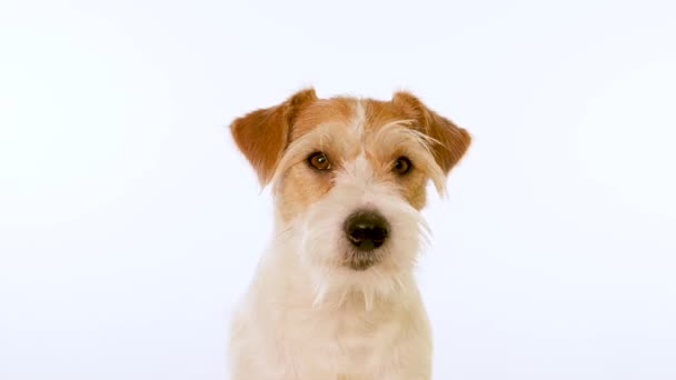 Ritratto di un muso rosso di un cane Jack Russell Terrier razza. Isolato su sfondo bianco — Video Stock