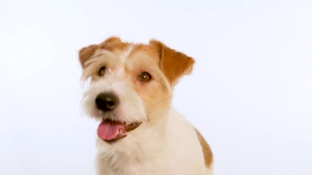 Porträt eines gähnend roten Jack Russell Terrier Hundes. Isoliert auf weißem Hintergrund — Stockvideo