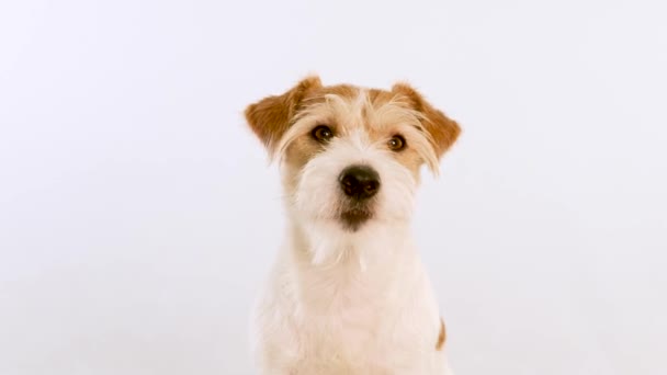 Πορτρέτο ενός σκυλιού τζίντζερ με ανοιχτό στόμα και γλώσσα. Απομονωμένα σε λευκό φόντο — Αρχείο Βίντεο