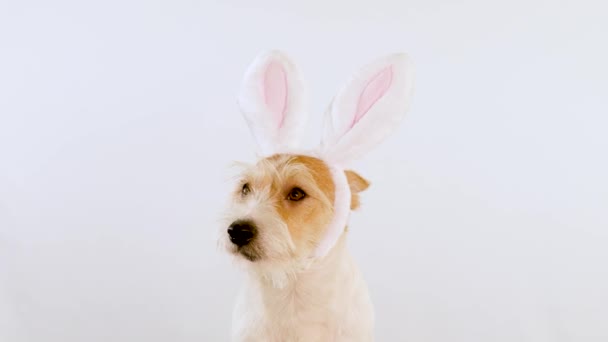 Ritratto del muso di un cane zenzero con orecchie di lepre di profilo. Isolato su sfondo bianco — Video Stock