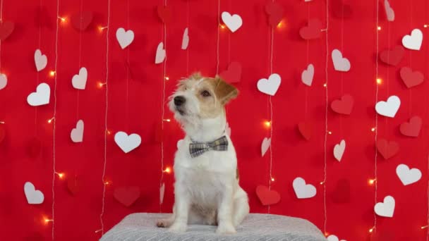 Jack Russell Terrier cane sta sulle zampe posteriori. Concetto di San Valentino — Video Stock