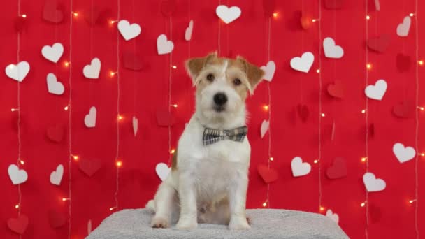 Jack Russell Terrier dog stands on its hind legs. Valentines day concept — Vídeo de stock