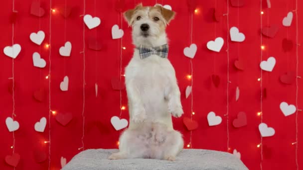 Jack Russell Terrier perro se para en sus patas traseras. Concepto de San Valentín — Vídeos de Stock