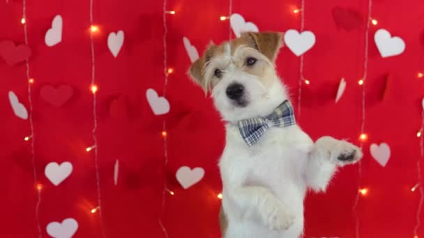 Boynunda papyon olan bir köpek yavrusu Jack Russell Terrier 'ın portresi. — Stok video