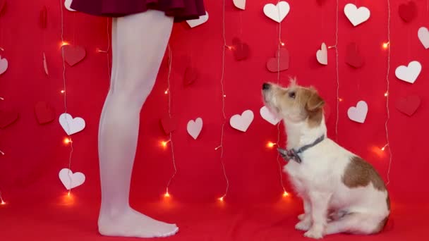 De hond staat op zijn achterpoten voor de benen van het meisje in panty — Stockvideo