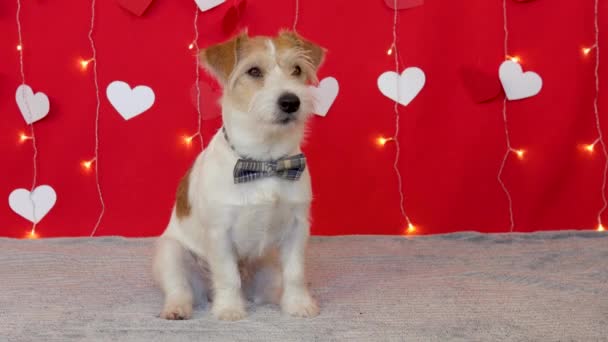 Jack Russell Terrier dog with bow tie — Vídeo de Stock