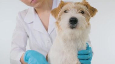 Veteriner kliniğinde tımar işlemi. Köpeğin ağzı ve göğsü beyaz arka planda fırçalanır.