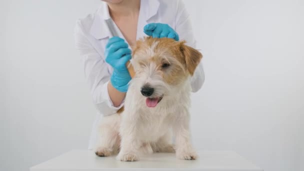 Процедура ухода в ветеринарной клинике. Девушка в белом халате и голубых перчатках расчесывает собаку на столе на белом фоне — стоковое видео