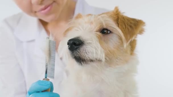 Procedura uwodzenia w klinice weterynaryjnej. Jack Russell Terrier patrzy na grzebień w ręce lekarzy — Wideo stockowe