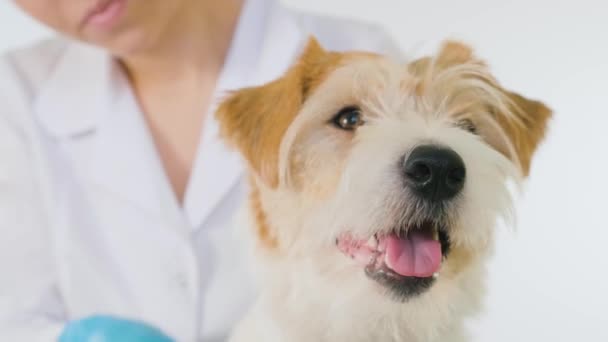 Prosedur perawatan di klinik dokter hewan. Dokter menyisir Jack Russell Terrier pada latar belakang putih — Stok Video