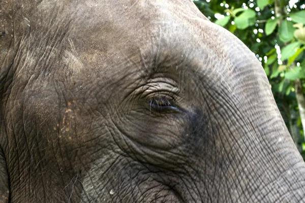 Asain elefante — Foto Stock