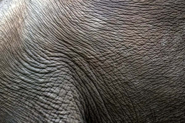 Detalle de un elefante — Foto de Stock